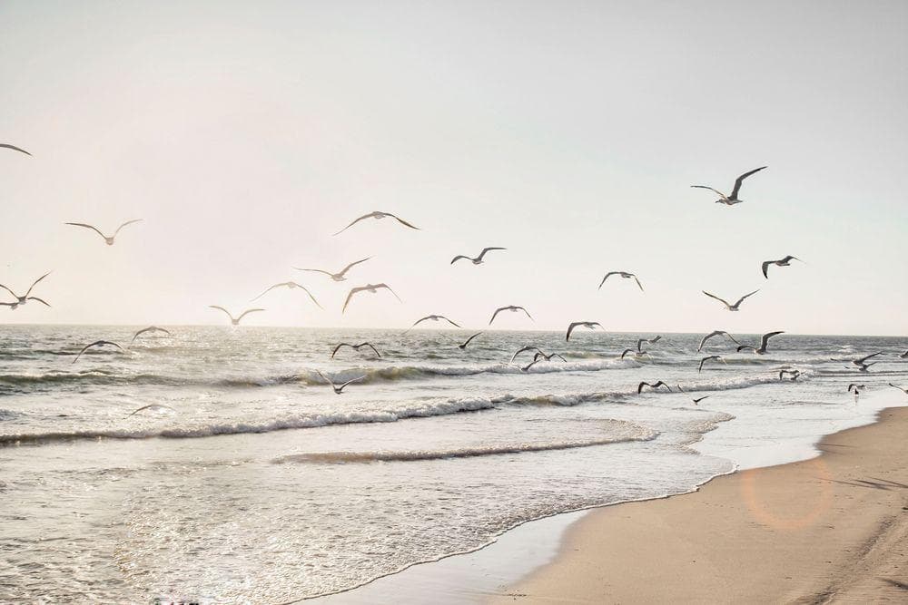 Glasbild MÖWEN ÜBER DEM MEER Beige