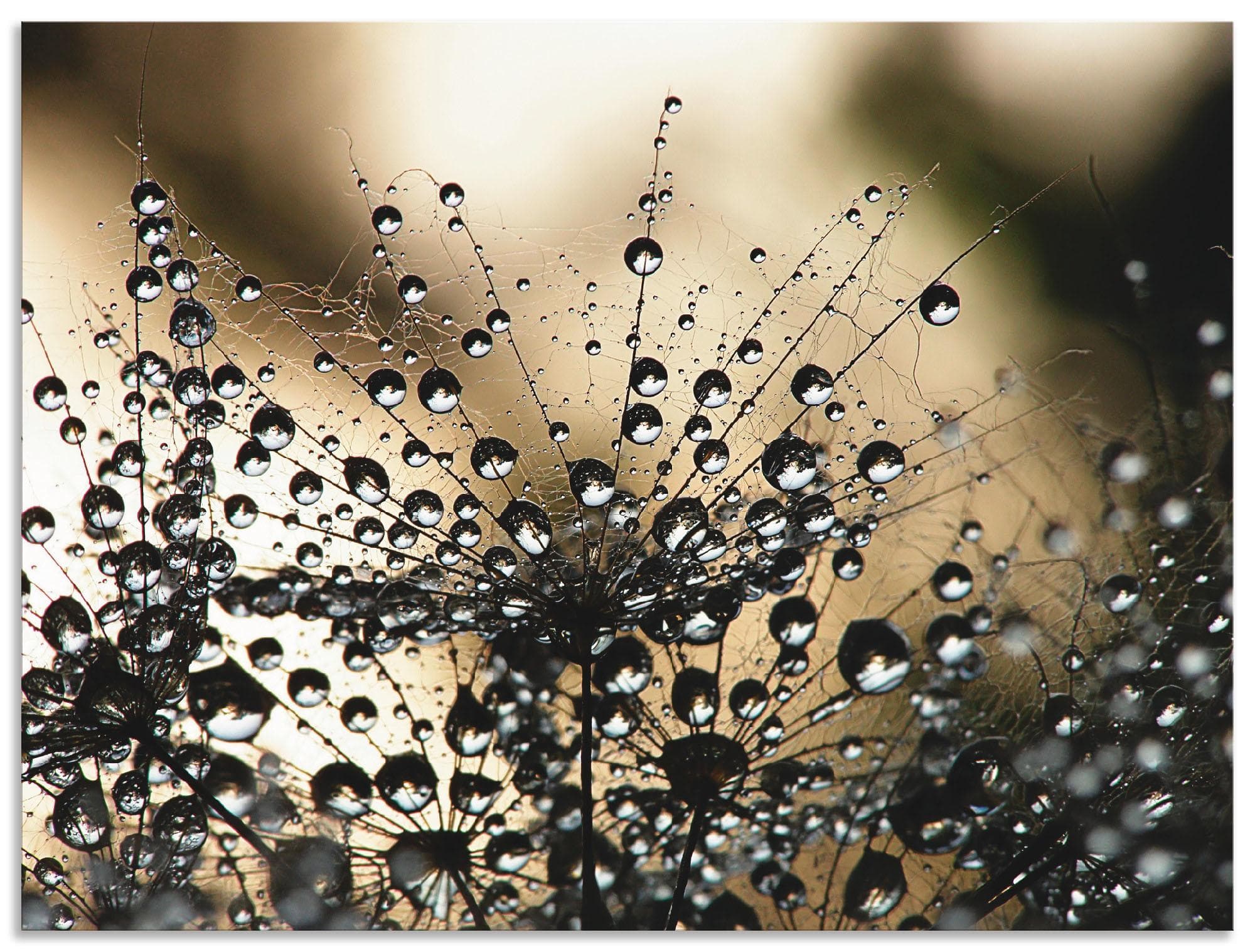 Wandbild Natur Tropfen Saatgut