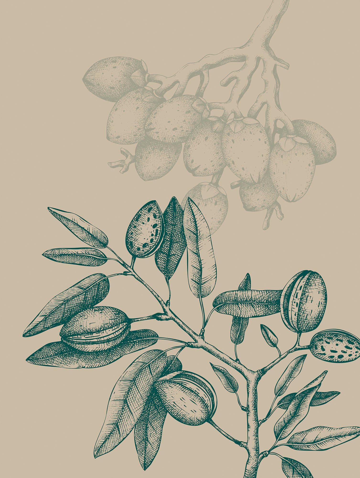 KOMAR Wandbild Wild Mandolino Beige Natur