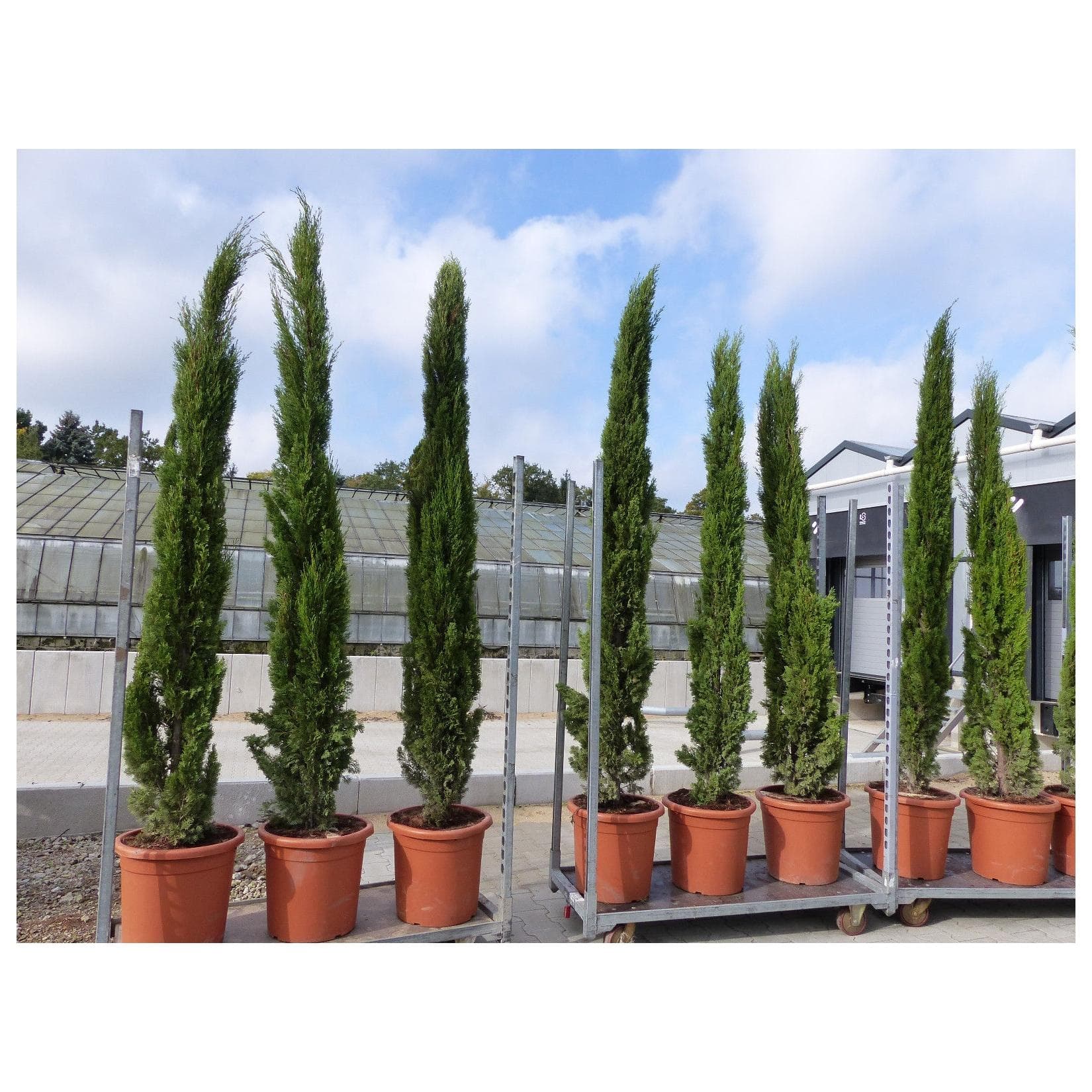 250 cm Toskana Zypresse "Totem" Säulenzypresse Grün